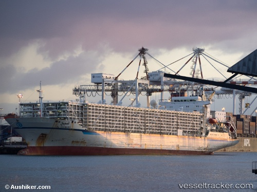 vessel BASHAR ONE TRANSPORT IMO: 8506361, Livestock Carrier
